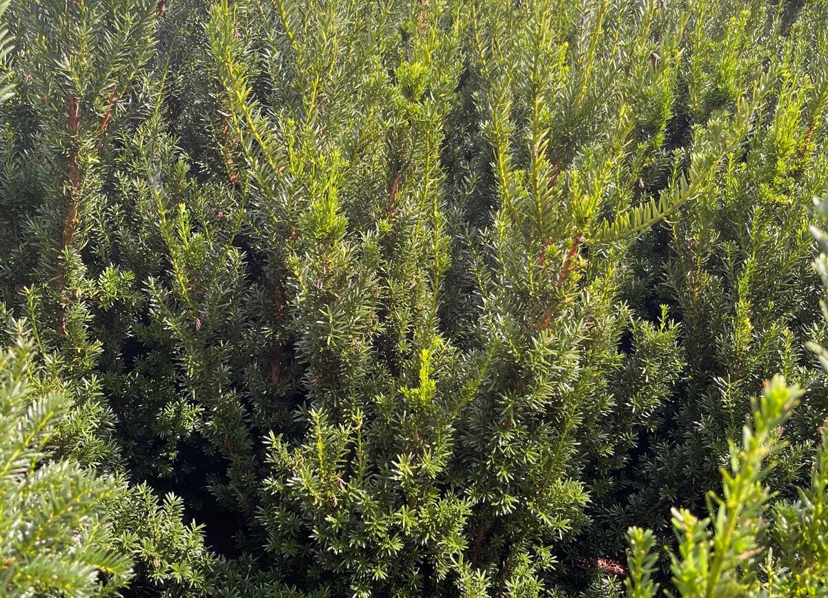 Taxus Media Hillii - Haagplant