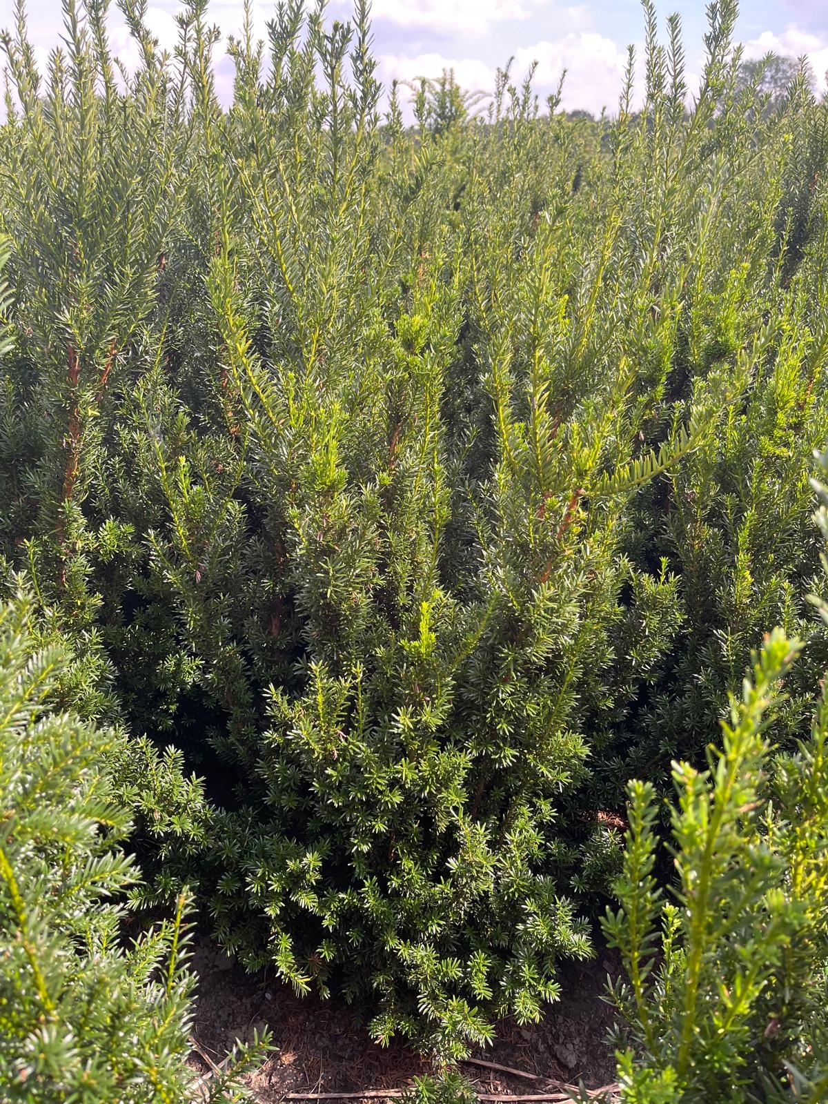dünger zimmerpflanzen TerraDomi Blumendünger 1 Liter Flüssigdünger Konzentrat – TerraDomi  Onlineshop main image 1