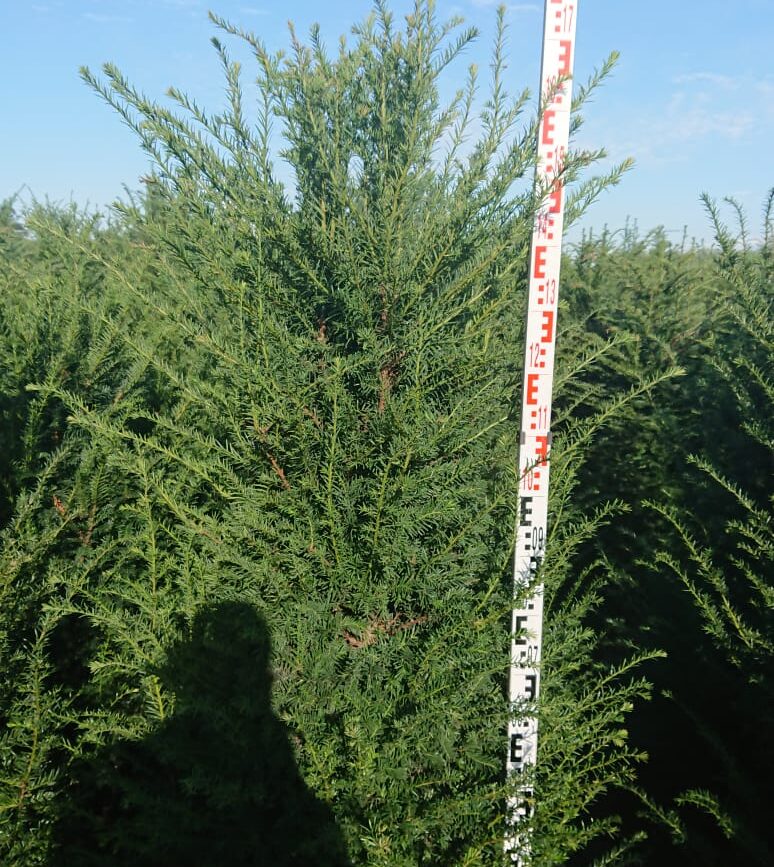 Taxus Baccata - Haagplant